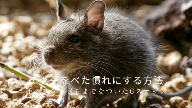やわらかな陽の光の中、砂利の上にたたずむデグーのアップ写真。長いひげと愛らしい横顔が印象的。デグーをべた慣れにする方法と、手のひらで眠るまでなついた6ステップを、愛デグー「ととちゃん」との体験から紹介する記事のアイキャッチ画像。