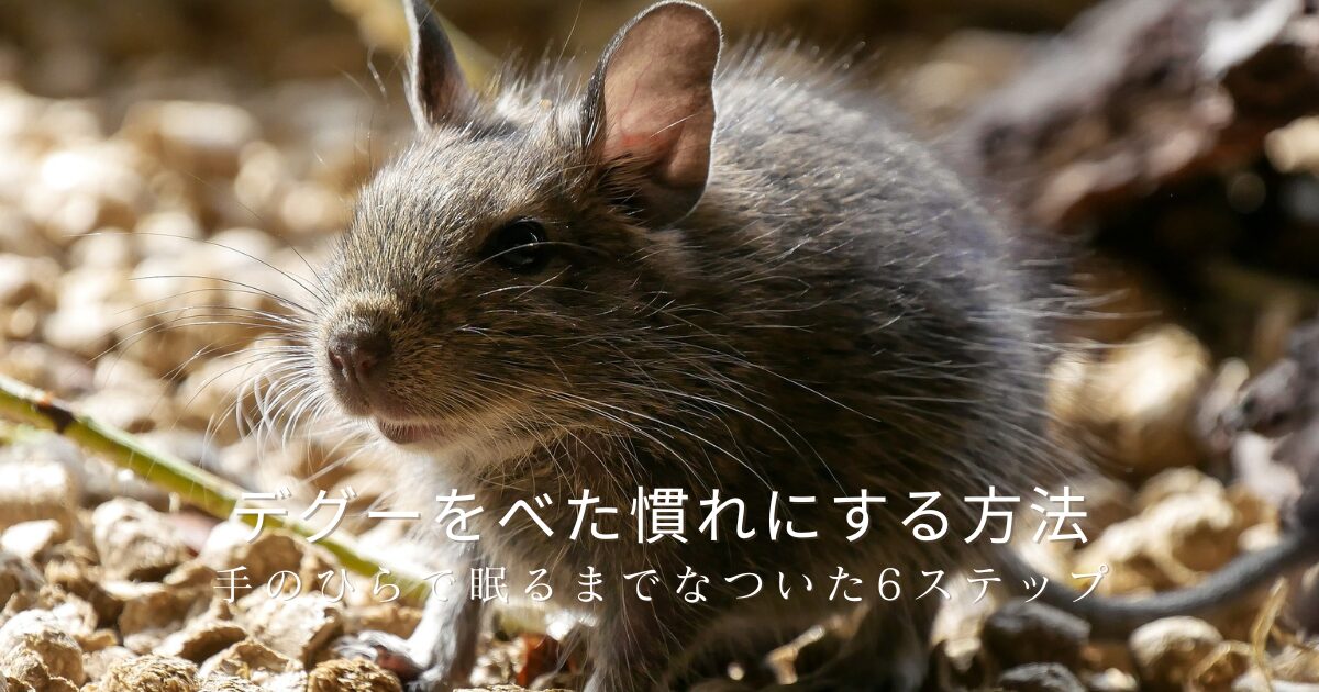 やわらかな陽の光の中、砂利の上にたたずむデグーのアップ写真。長いひげと愛らしい横顔が印象的。デグーをべた慣れにする方法と、手のひらで眠るまでなついた6ステップを、愛デグー「ととちゃん」との体験から紹介する記事のアイキャッチ画像。