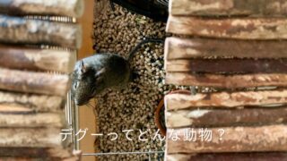 木のかじり木とペレットが並ぶケージの中で、こちらをじっと見つめるデグーの実際の写真。茶色がかった毛並みと長いしっぽ、つぶらな瞳が印象的。デグーがどんな動物か、その賢さ・多彩な鳴き声・人なつこい性格を、6年以上一緒に暮らした愛デグー「ととちゃん」との体験から紹介する記事のアイキャッチ画像。