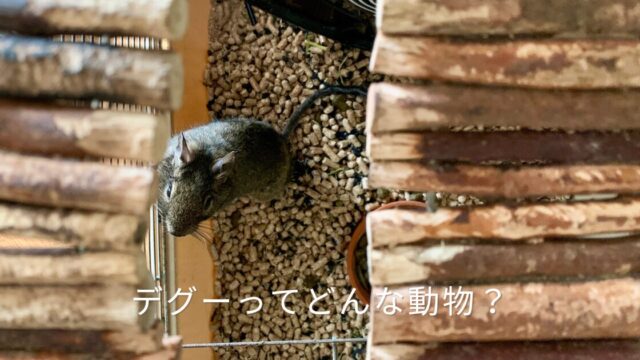 木のかじり木とペレットが並ぶケージの中で、こちらをじっと見つめるデグーの実際の写真。茶色がかった毛並みと長いしっぽ、つぶらな瞳が印象的。デグーがどんな動物か、その賢さ・多彩な鳴き声・人なつこい性格を、6年以上一緒に暮らした愛デグー「ととちゃん」との体験から紹介する記事のアイキャッチ画像。