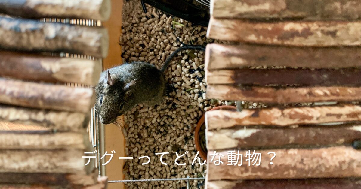木のかじり木とペレットが並ぶケージの中で、こちらをじっと見つめるデグーの実際の写真。茶色がかった毛並みと長いしっぽ、つぶらな瞳が印象的。デグーがどんな動物か、その賢さ・多彩な鳴き声・人なつこい性格を、6年以上一緒に暮らした愛デグー「ととちゃん」との体験から紹介する記事のアイキャッチ画像。