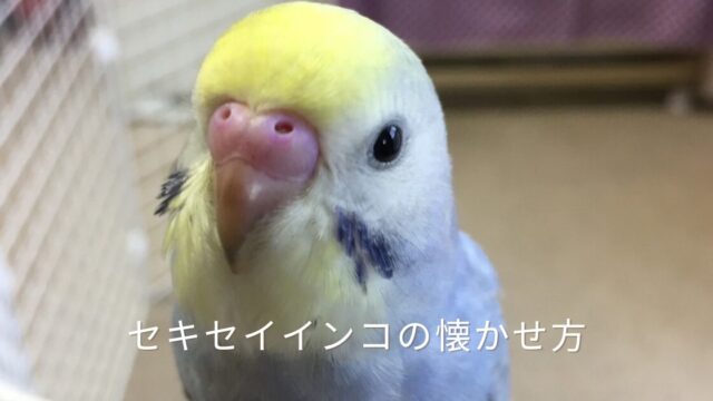 ケージのそばで、こちらをじっと見つめる、黄色い頭と水色の体のセキセイインコのアップ写真。つぶらな瞳と愛らしい表情が印象的。セキセイインコを手乗りに育てて懐かせるコツを、11歳になる愛鳥「ななちゃん」との暮らしから紹介する記事のアイキャッチ画像。