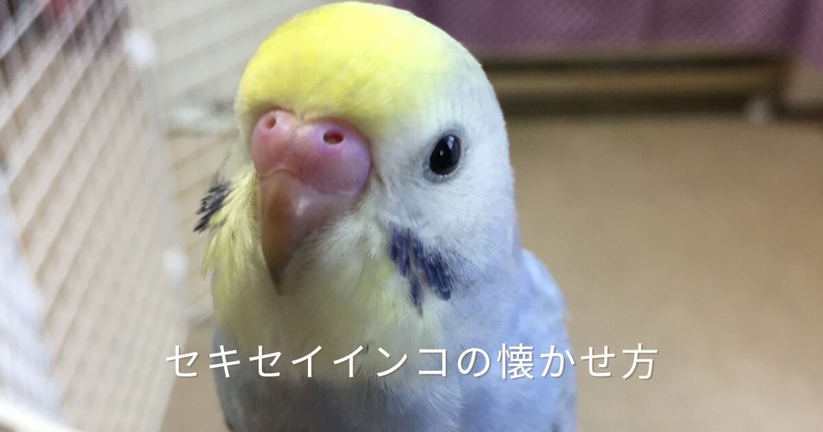 ケージのそばで、こちらをじっと見つめる、黄色い頭と水色の体のセキセイインコのアップ写真。つぶらな瞳と愛らしい表情が印象的。セキセイインコを手乗りに育てて懐かせるコツを、11歳になる愛鳥「ななちゃん」との暮らしから紹介する記事のアイキャッチ画像。