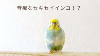 明るい部屋で、ちょこんと立ってこちらを見つめる、黄色い頭と水色の体のセキセイインコの写真。一羽ずつ違うインコの個性をテーマに、11歳の愛鳥「ななちゃん」の音痴で甘えん坊な性格を紹介する記事のアイキャッチ画像。