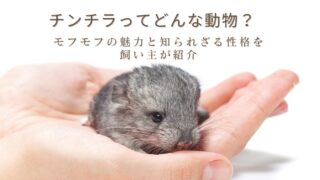 両手のひらにそっとのった小さなグレーのチンチラの写真。白い背景。チンチラがどんな動物か、モフモフの魅力と知られざる性格を飼い主が紹介する記事のアイキャッチ画像。