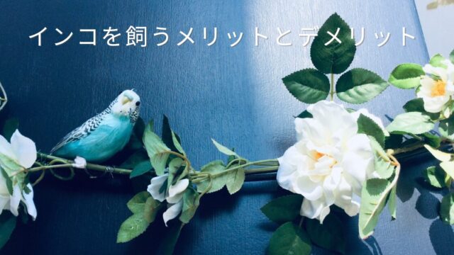 紺色の壁を背景に、白いバラと緑の葉のガーランドにとまる水色のセキセイインコの写真。やさしく上品な雰囲気。インコを飼うメリットとデメリットを、11歳の愛鳥「ななちゃん」との暮らしから紹介する記事のアイキャッチ画像。