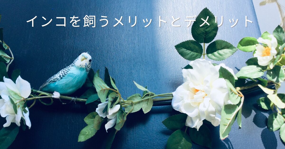 紺色の壁を背景に、白いバラと緑の葉のガーランドにとまる水色のセキセイインコの写真。やさしく上品な雰囲気。インコを飼うメリットとデメリットを、11歳の愛鳥「ななちゃん」との暮らしから紹介する記事のアイキャッチ画像。