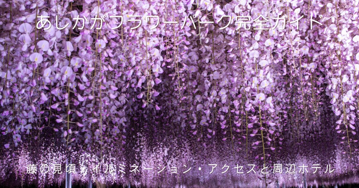滝のように咲き垂れる紫の藤の花の写真。あしかがフラワーパークの藤の見頃・イルミネーション・アクセス・周辺ホテルを紹介する完全ガイド記事のアイキャッチ画像。