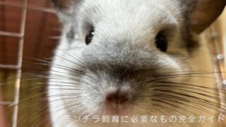 カメラに顔を近づける白っぽい毛並みのチンチラのアップ写真。長いひげとピンクの鼻が愛らしい。チンチラ飼育に必要なものと10年愛用しているおすすめグッズ、懐かせ方を紹介する完全ガイド記事のアイキャッチ画像。