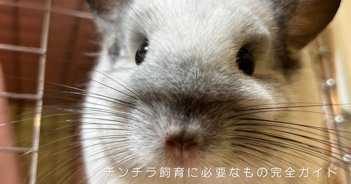 カメラに顔を近づける白っぽい毛並みのチンチラのアップ写真。長いひげとピンクの鼻が愛らしい。チンチラ飼育に必要なものと10年愛用しているおすすめグッズ、懐かせ方を紹介する完全ガイド記事のアイキャッチ画像。