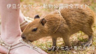 子どものカピバラが芝生で人の足元に近づいている写真。伊豆シャボテン動物公園の見どころ・アクセス・周辺ホテルを紹介する完全ガイド記事のアイキャッチ画像。