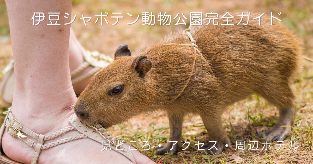 子どものカピバラが芝生で人の足元に近づいている写真。伊豆シャボテン動物公園の見どころ・アクセス・周辺ホテルを紹介する完全ガイド記事のアイキャッチ画像。