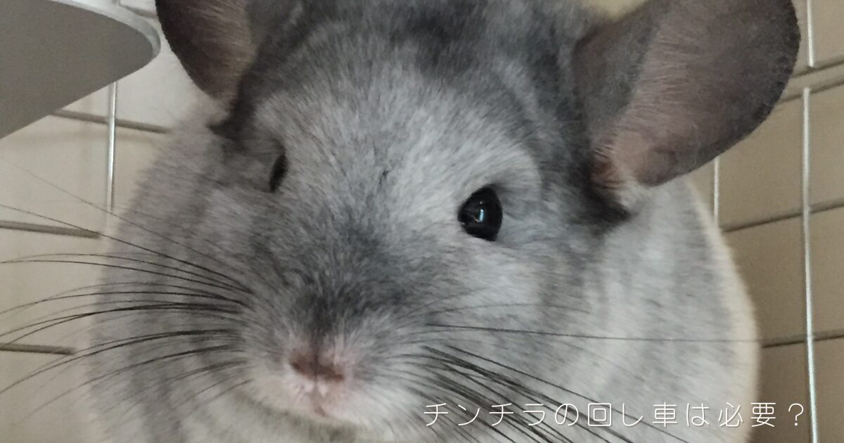 グレーと白の毛並みのチンチラの顔のアップ写真。大きな耳とつぶらな瞳、長いひげが特徴。チンチラに回し車は必要か、実際に感じた事故・騒音のリスクと判断の目安を飼い主が解説する記事のアイキャッチ画像。