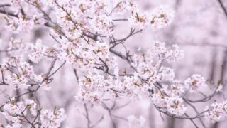 春の桜の小花が枝いっぱいに咲き誇る風景
