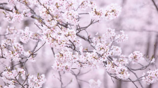 春の桜の小花が枝いっぱいに咲き誇る風景