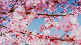 桜の花と青空——自分を責めないで生きることの美しさ